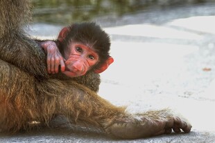 依偎的小猴与猴妈妈