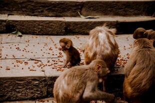 猴群在台阶上觅食场景