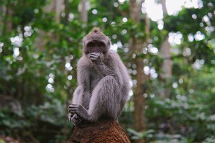 林中坐立的灰猴