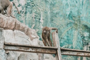 猴子立于木栏旁的场景