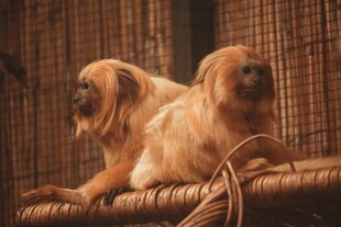 长毛宠物犬趴卧在藤编上