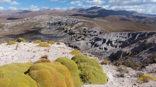 高山上的黄绿色植被景观