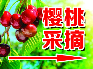 樱桃