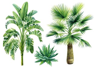 热带植物插画合集
