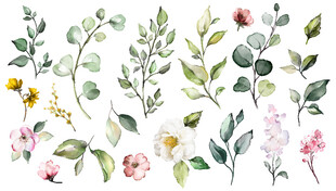 水彩花卉植物插画素材