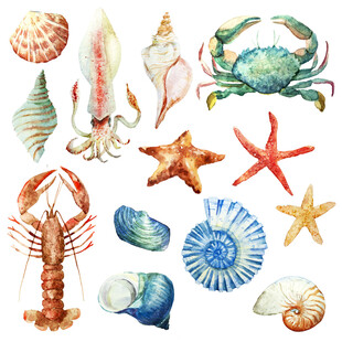 海洋生物与贝壳水彩插画