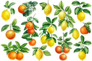手绘柑橘柠檬果实插画