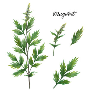 艾草植物插画