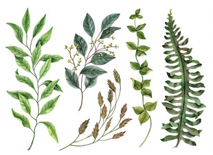 手绘清新植物枝叶集合