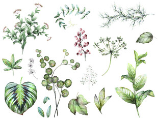 多样清新植物叶片插画