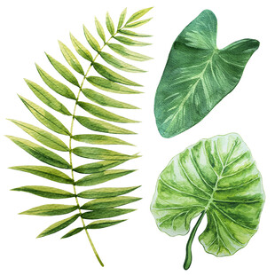 清新绿植叶片插画素材