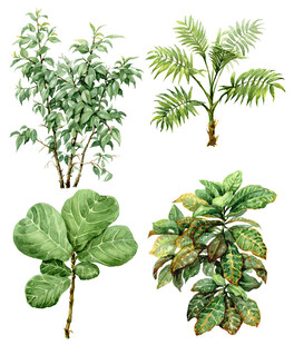 多样绿植集合