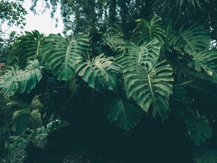 繁茂的热带大叶植物