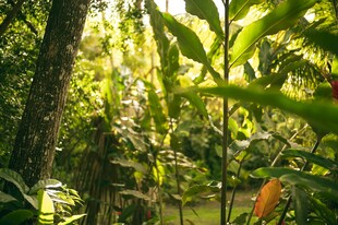 阳光洒落的茂