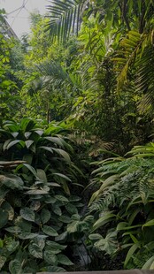 繁茂绿植景观
