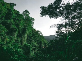 郁郁葱葱的山