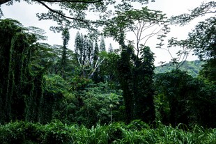 茂密丛林绿意