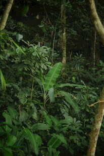 茂密丛林中的绿色植物