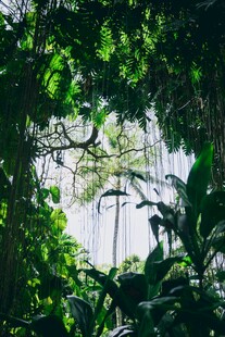 透过绿植望宁
