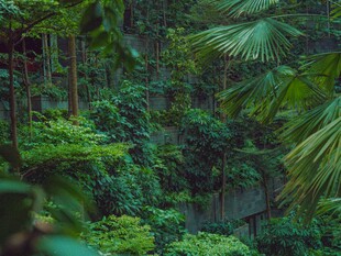 茂密丛林中的绿意景致