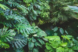 繁茂绿植景观