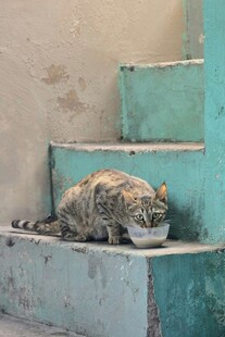 台阶上酣睡的花斑猫咪