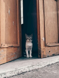 门口小猫好奇张望
