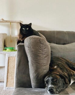沙发上的猫咪
