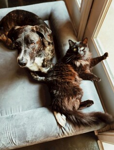 猫狗同眠显温馨画面