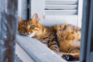窗边休憩的斑纹猫咪