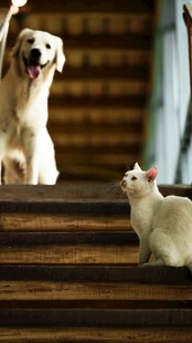 楼梯上的猫咪
