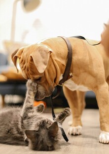 猫狗亲昵互动瞬间