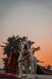 夕阳下披布的帅气狗狗