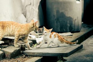 巷中双猫互动
