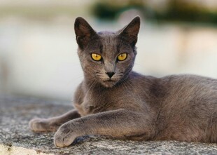 灰色猫咪趴卧