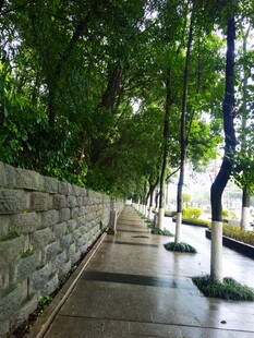 雨后林荫小道清新景致