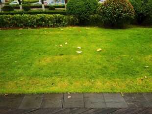 雨后翠绿草坪