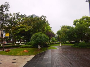 雨中静谧的林荫道