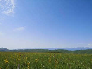 草原花海蓝天美景
