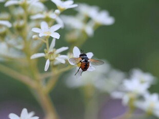 花间蜜蜂采蜜瞬间