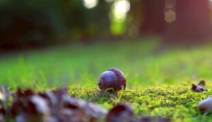 草地上的圆润果子