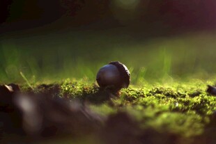苔藓