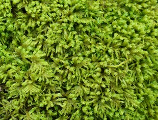 翠绿繁茂的苔藓植物