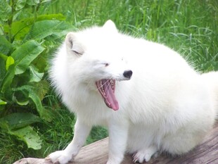 狐狸