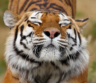 威风凛凛的老虎特写