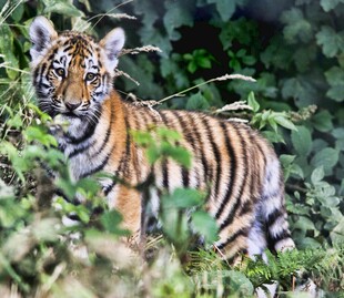 丛林中的斑斓猛虎