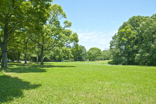 夏日葱郁草地林间风光