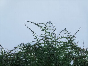 枝头绿叶映蓝天