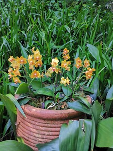 花盆中的亮丽橙色兰花
