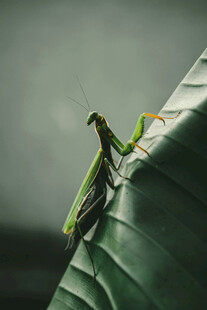 绿叶上的螳螂